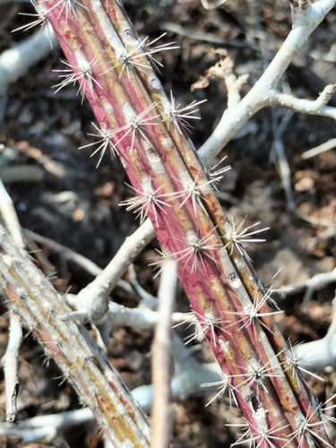 Selenicereus vagans, photograph 5