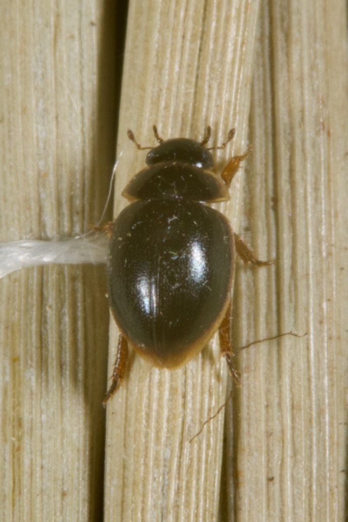Chaetarthriinae from Diguillín Province, Ñuble, Chile on January 6 ...