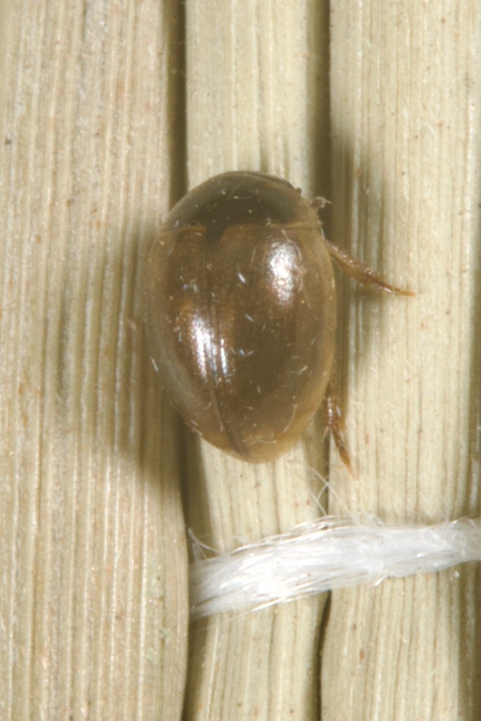 Chaetarthriinae from Diguillín Province, Ñuble, Chile on January 6 ...