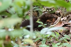 Brown-Tailed Mongoose photo 2
