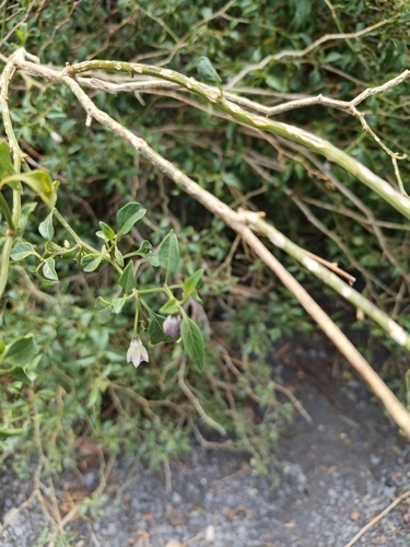 ulupica pepper (Capsicum cardenasii)