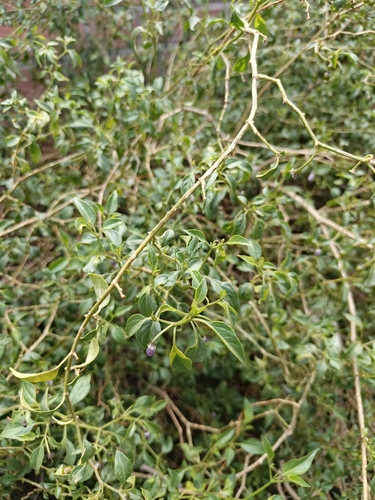 Capsicum cardenasii, photograph 2