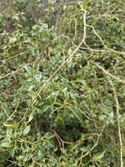 Capsicum cardenasii, photograph author not stated, no rights reserved