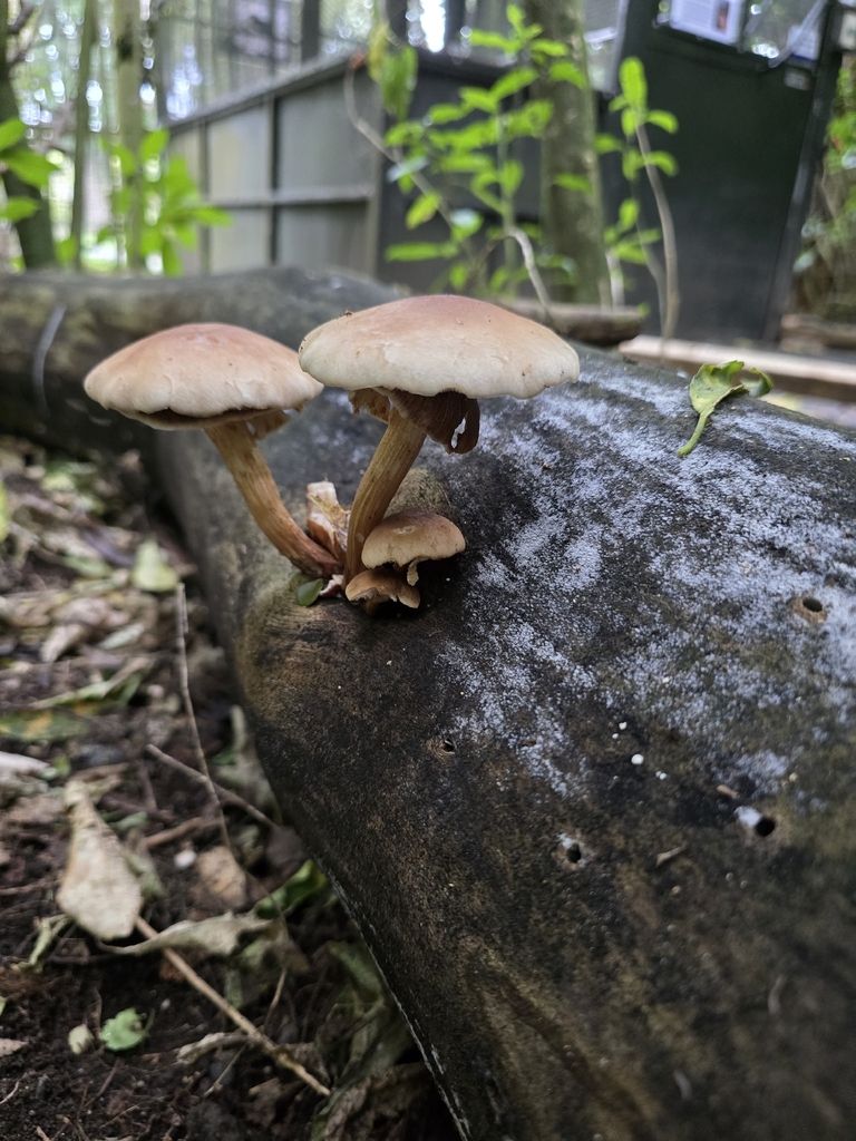 Cyclocybe parasitica · January 2026 · photo: © xmahliax (iNaturalist, cc-by-nc)