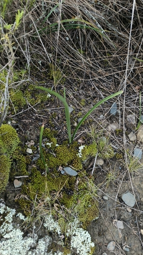 Pyrolirion boliviense, photograph 5