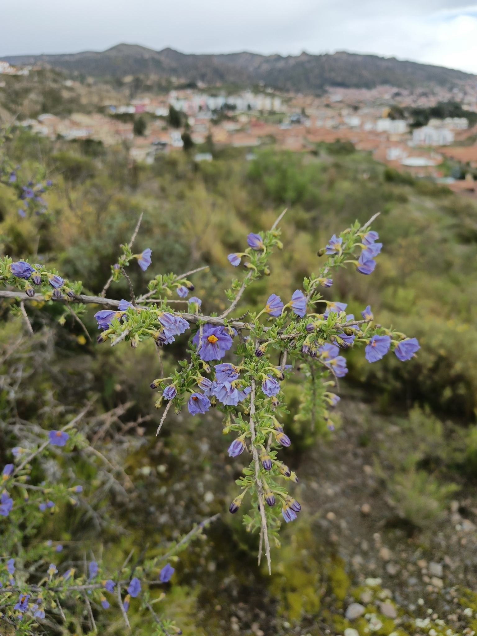Lycianthes Lycioides (Lycianthes lycioides)