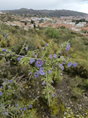 Lycianthes lycioides, photograph author not stated, no rights reserved