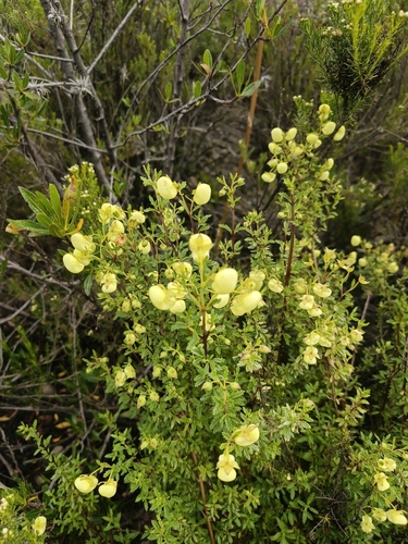Calceolaria sparsiflora, photograph 4