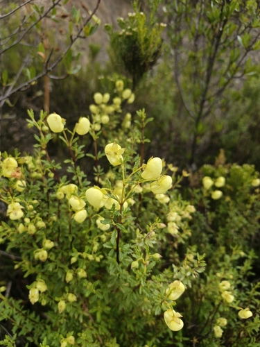 Calceolaria sparsiflora, photograph 5