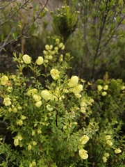 Calceolaria sparsiflora, photograph author not stated, no rights reserved