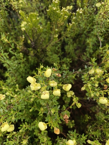 Calceolaria sparsiflora, photograph 6