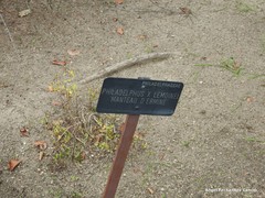 Philadelphus × lemoinei