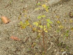 Philadelphus × lemoinei