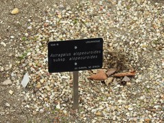 Astragalus alopecuroides