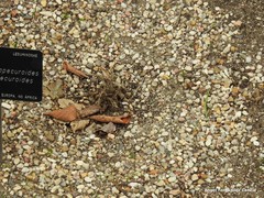 Astragalus alopecuroides