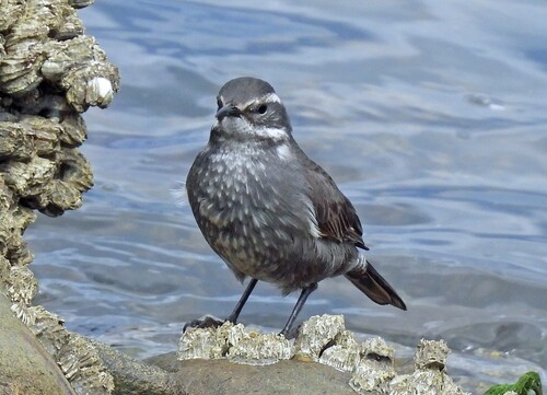 Grey-flanked Cinclodes (Cinclodes oustaleti)