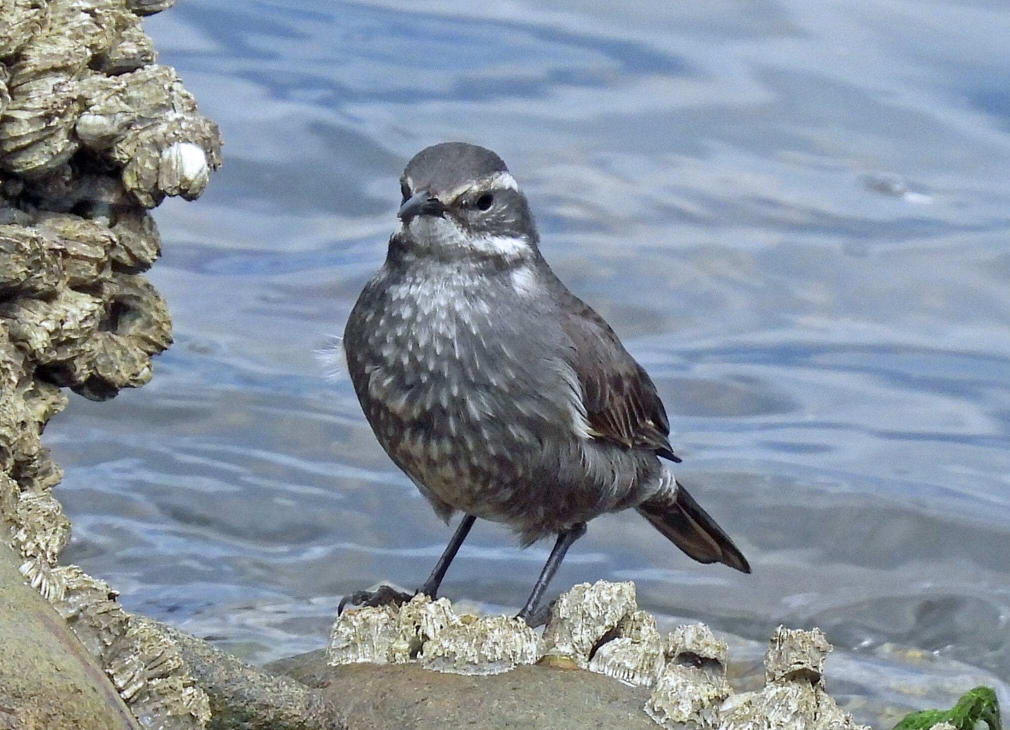 Grey-flanked Cinclodes (Cinclodes oustaleti), photo 1