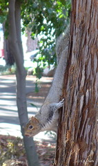 Sciurus carolinensis