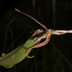 Restrepia