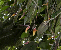 Restrepia