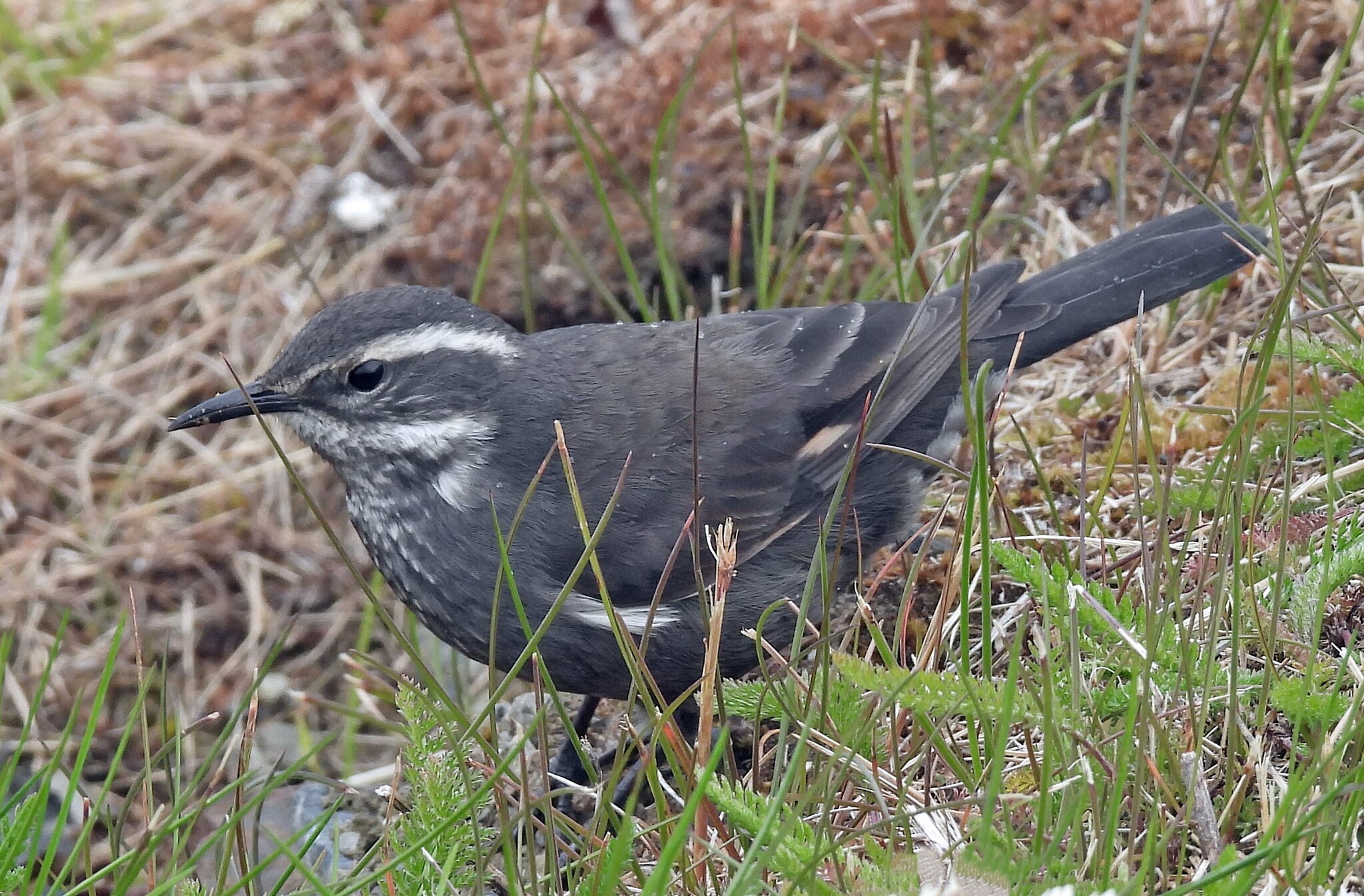 Grey-flanked Cinclodes (Cinclodes oustaleti), photo 2