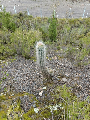 Oreocereus pseudofossulatus, photograph 5