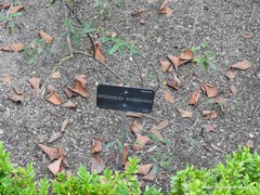 Osteomeles schwerinae