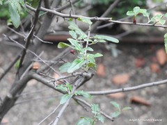 Osteomeles schwerinae