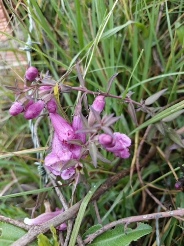 Agalinis brevifolia, photograph 4