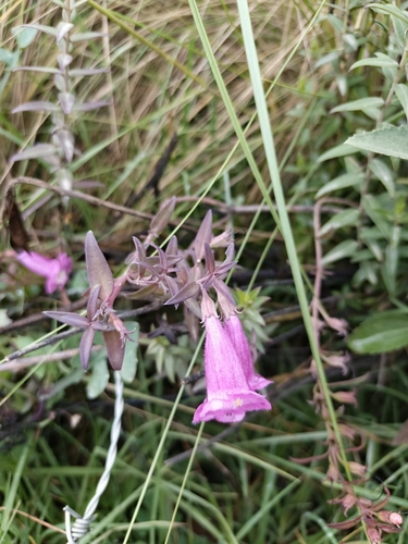Agalinis brevifolia, photograph 5