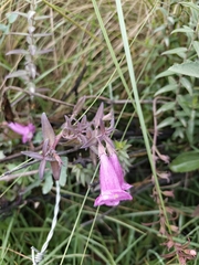 author not stated, no rights reserved Agalinis brevifolia, photograph author not stated, no rights reserved
