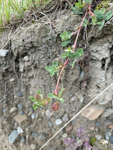 Trifolium amabile, photograph 3