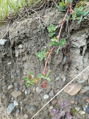 author not stated, no rights reserved Trifolium amabile, photograph author not stated, no rights reserved