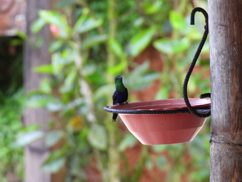 Crowned Woodnymph (Thalurania colombica), photo 9