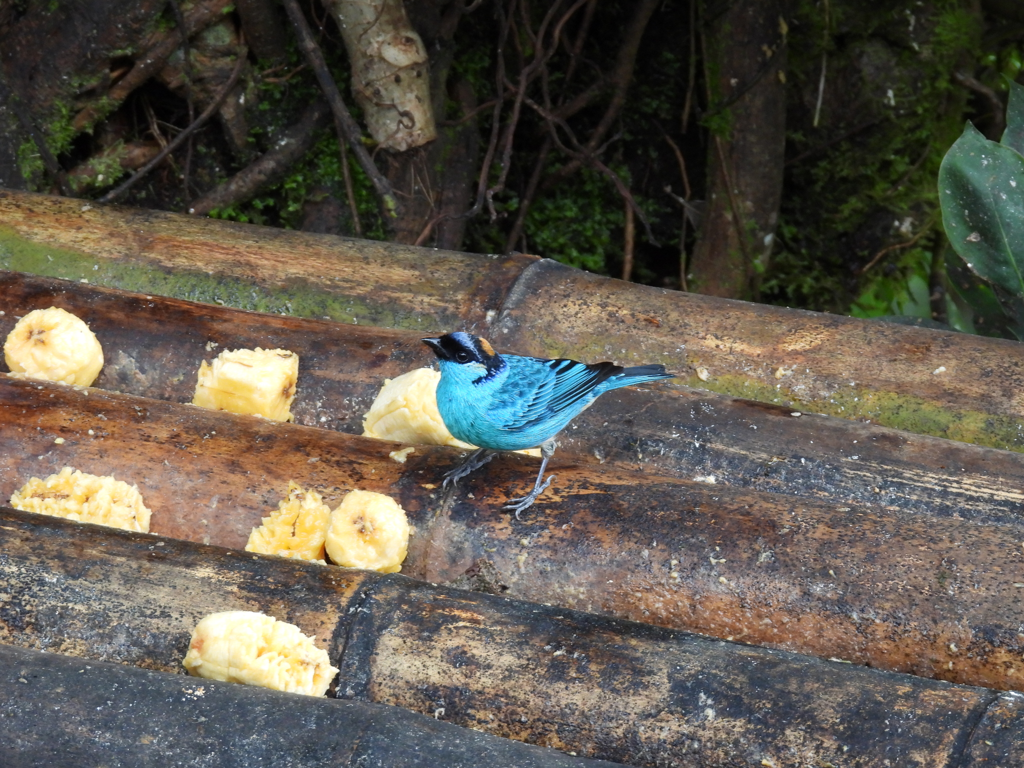 Golden-naped Tanager (Chalcothraupis ruficervix), photo 2