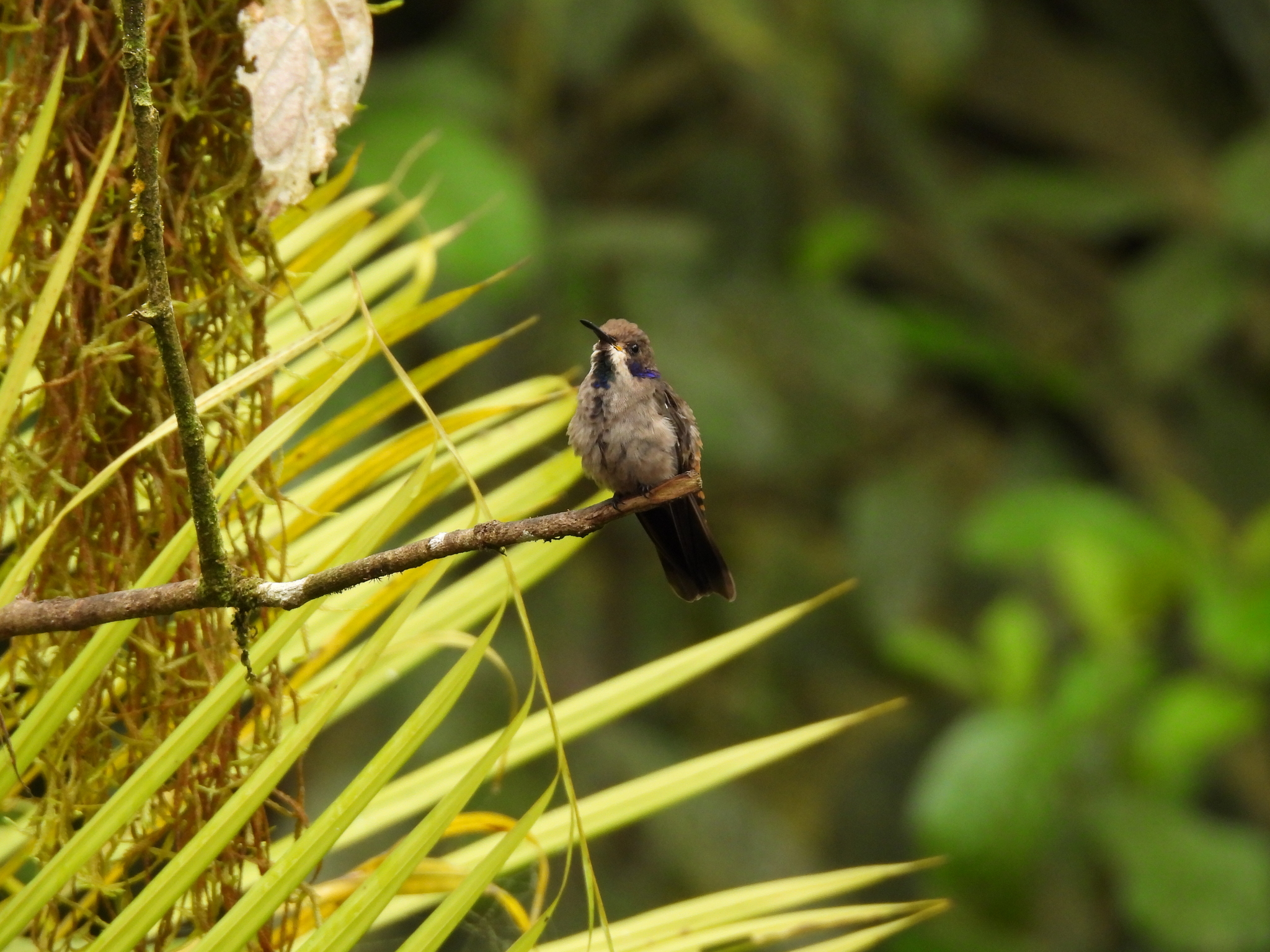 Brown Violetear (Colibri delphinae), photo 5