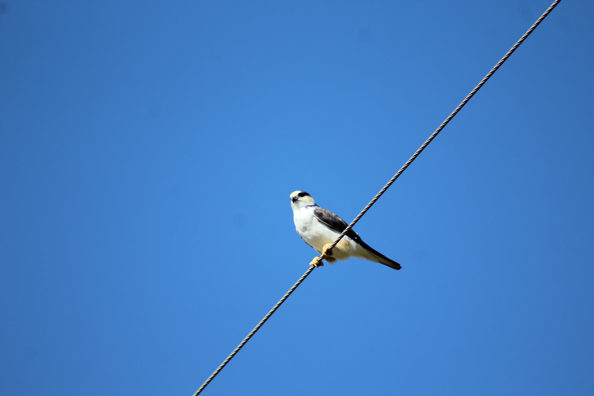 Pearl Kite (Gampsonyx swainsonii), photo 2
