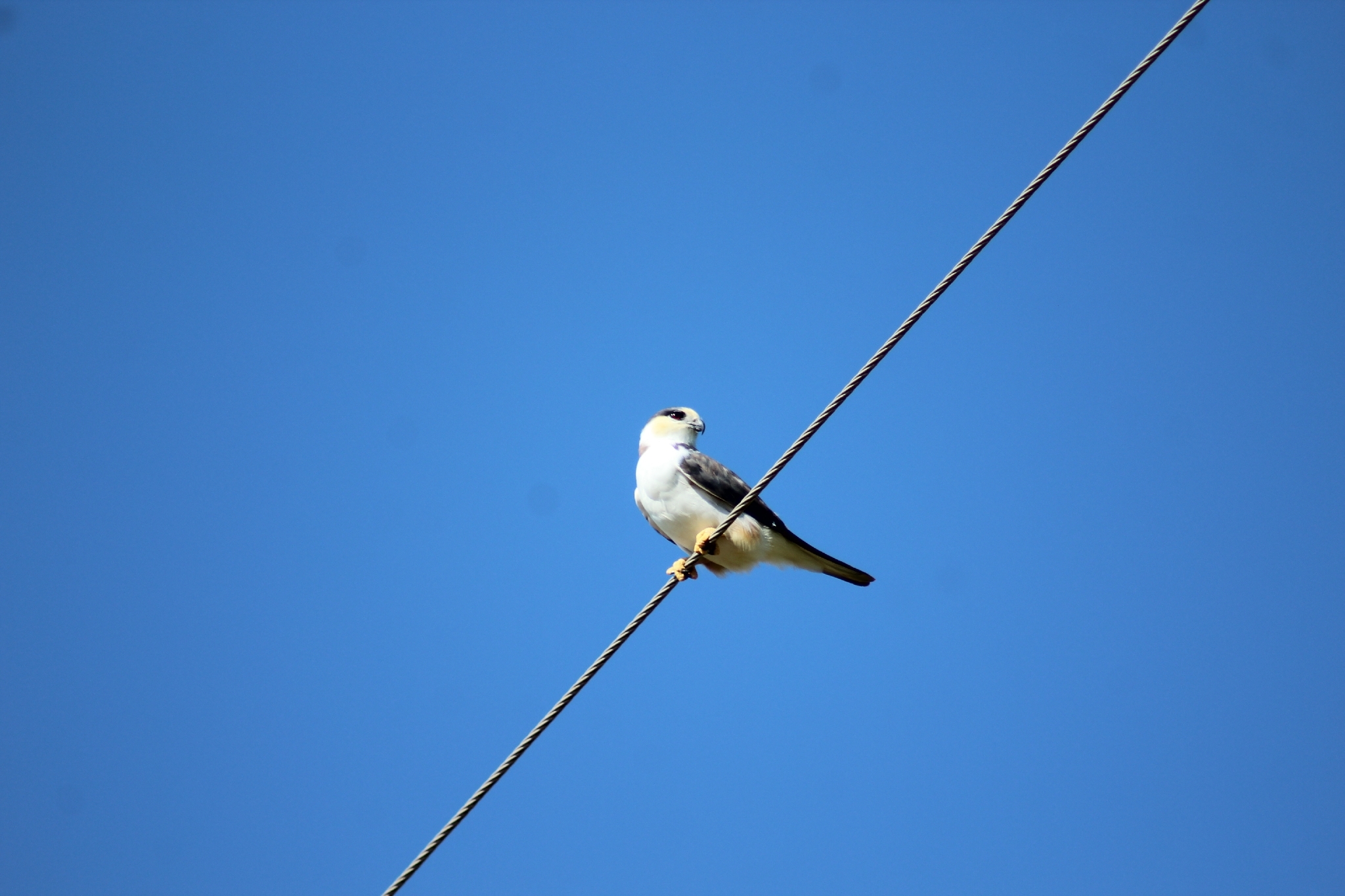 Pearl Kite (Gampsonyx swainsonii), photo 3