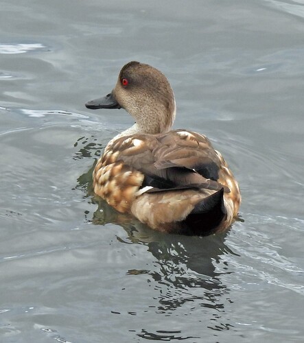Crested Duck (Lophonetta specularioides), photo 5