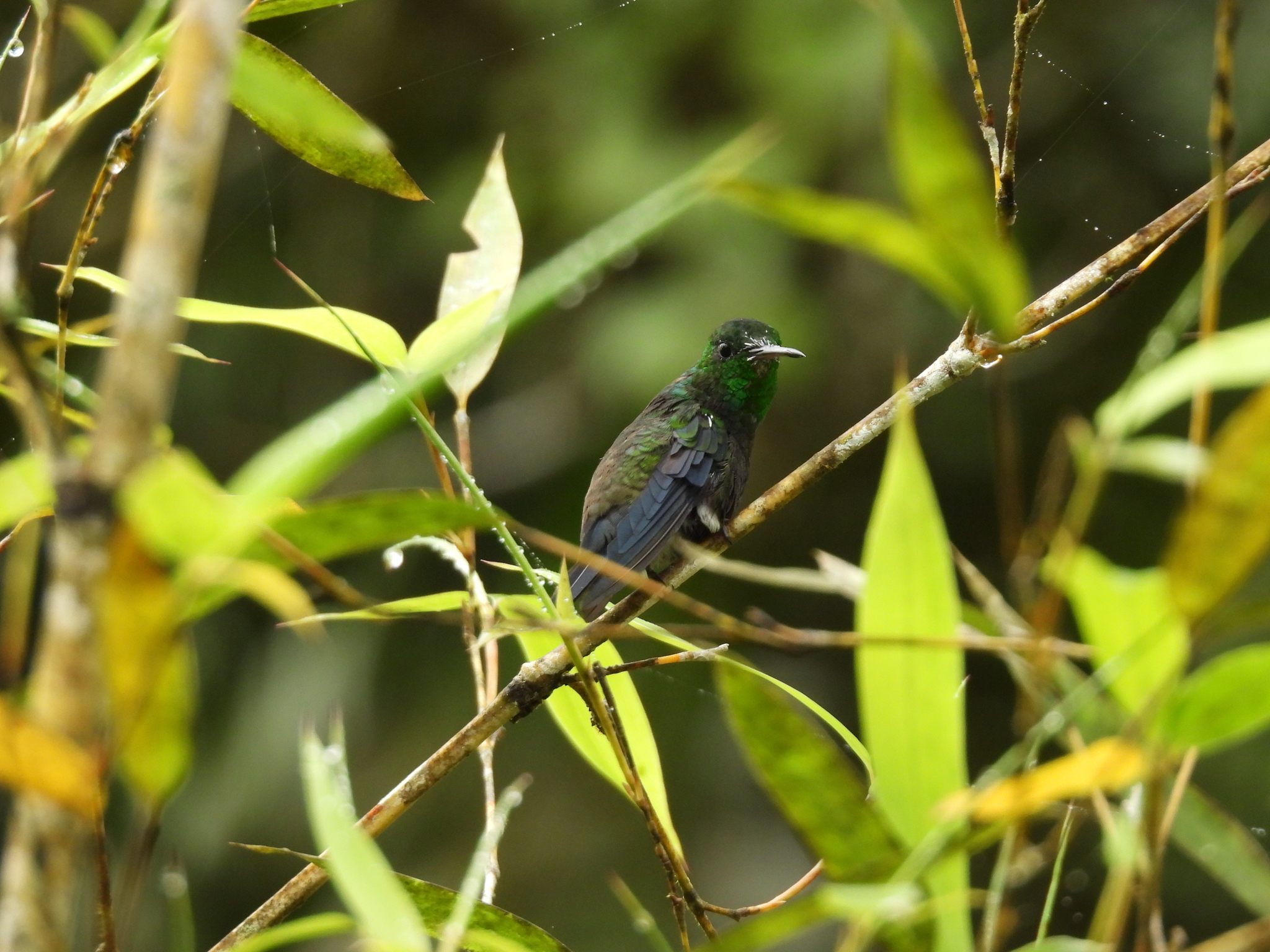 Steely-vented Hummingbird (Saucerottia saucerottei), photo 2
