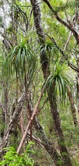 Dracophyllum elegantissimum