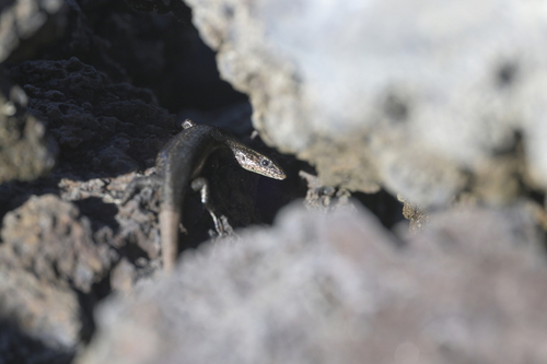 Cryptoblepharus poecilopleurus observed 2026-01-12