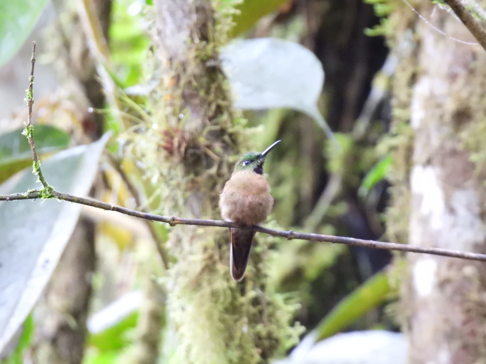 Fawn-breasted Brilliant (Heliodoxa rubinoides), photo 2