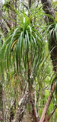 Dracophyllum elegantissimum