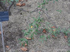 Osteomeles schwerinae