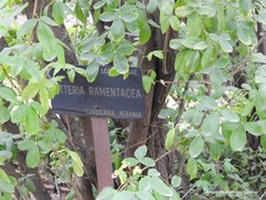 Petteria ramentacea