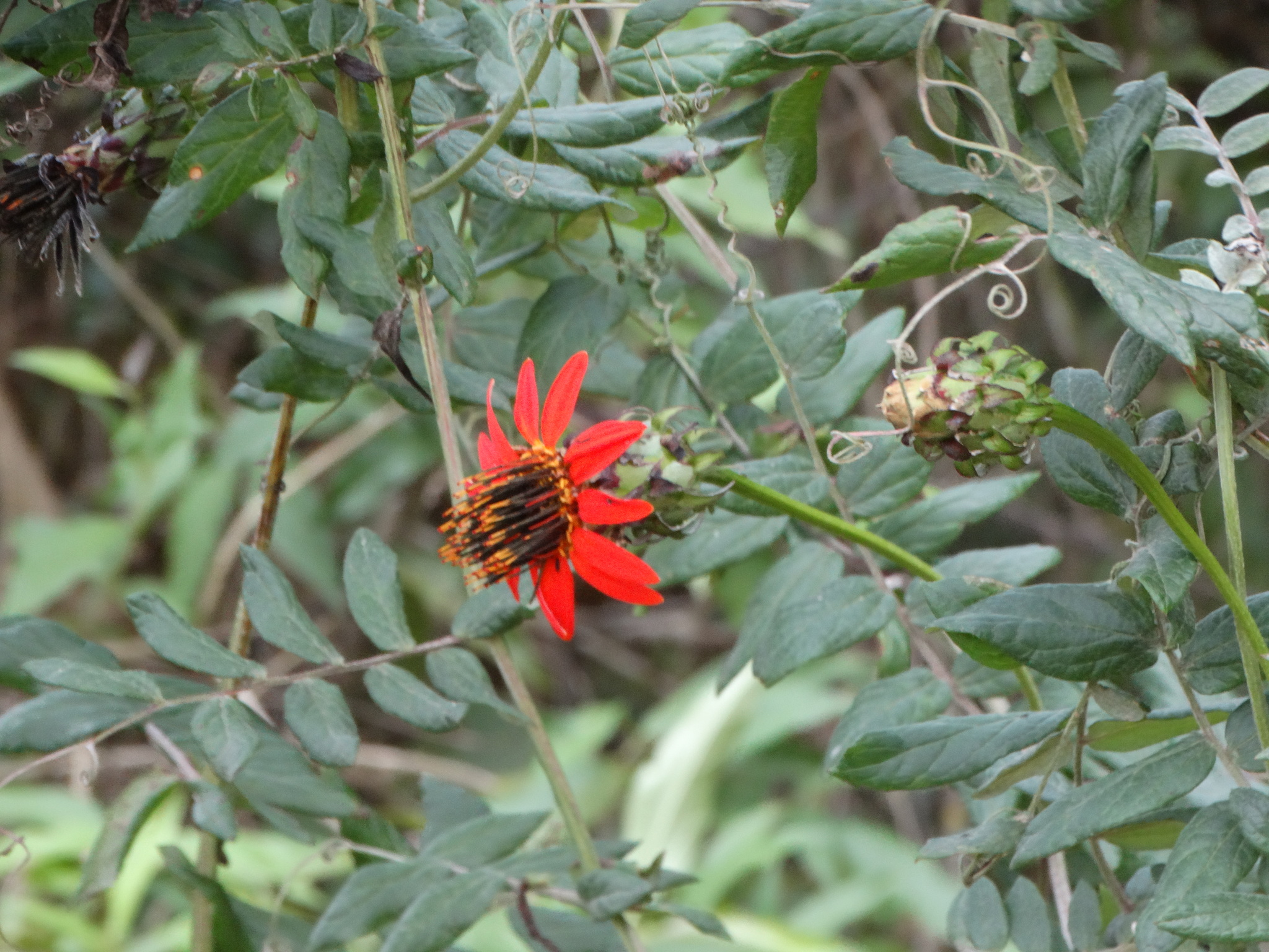 Mutisia coccinea