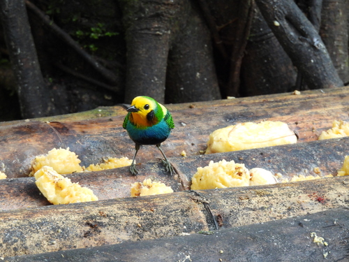 Multicolored Tanager (Chlorochrysa nitidissima)