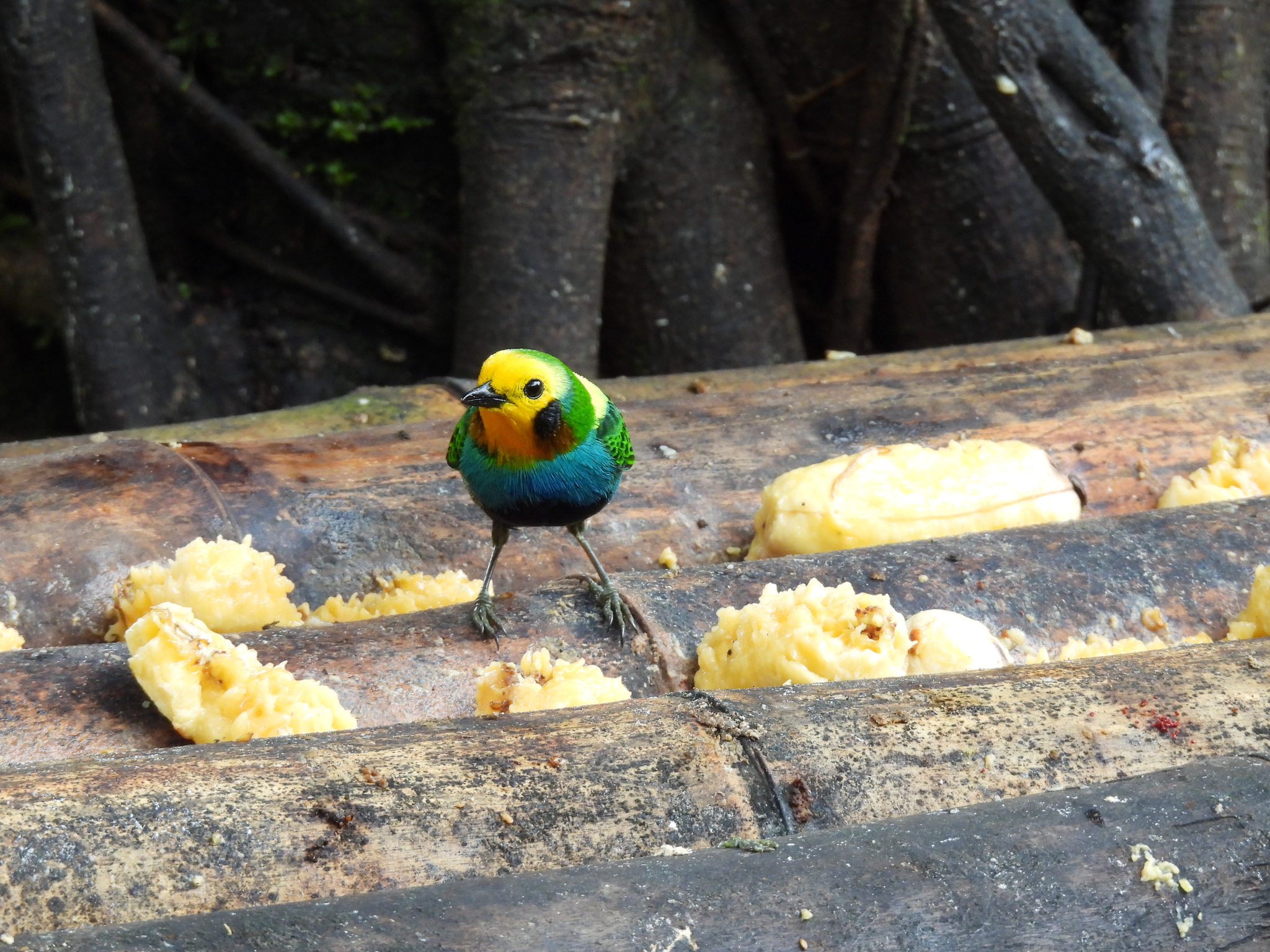 Multicolored Tanager (Chlorochrysa nitidissima), photo 1
