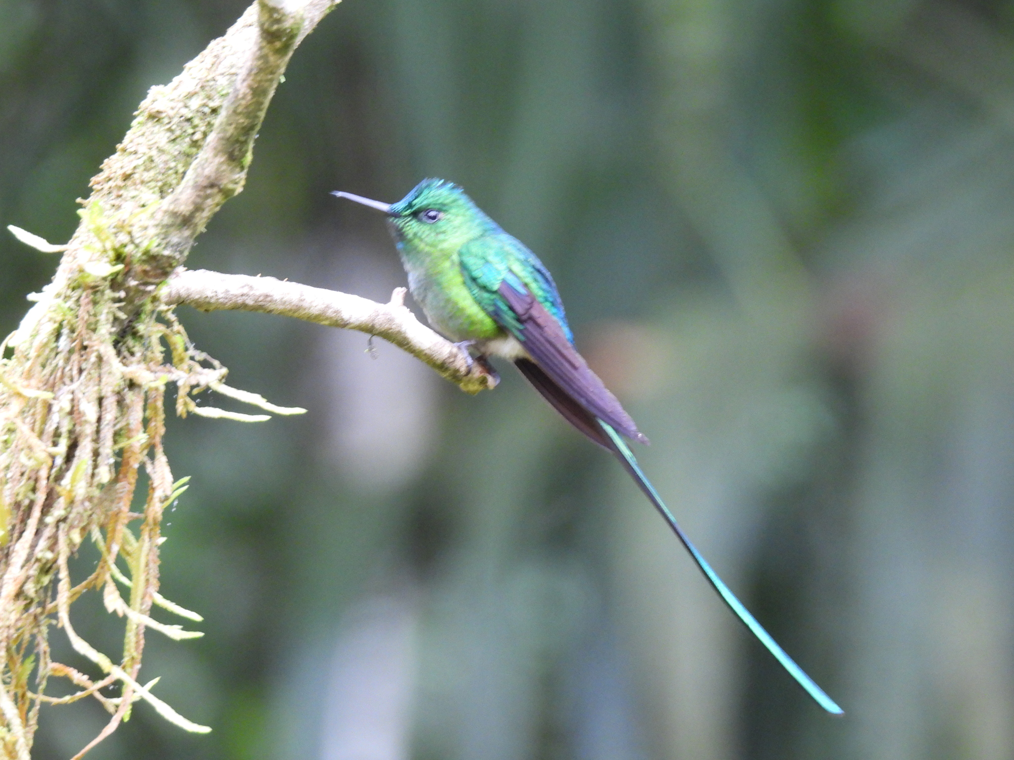 Long-tailed Sylph (Aglaiocercus kingii), photo 3